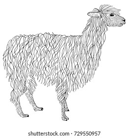 Lama, alpaca hand drawn. Object isolated on white.