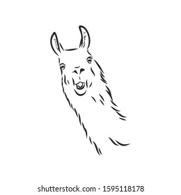 Lama alpaca portrait domestic animal, vector illustration sketch 