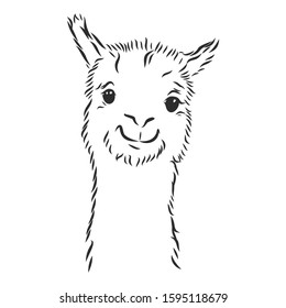 Lama alpaca portrait domestic animal, vector illustration sketch 