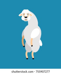 Lama Alpaca sad. Animal sorrowful emoji. Vector illustration
