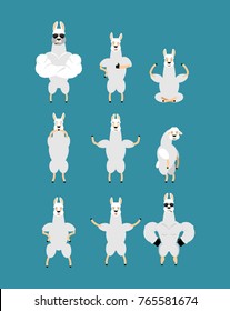 Lama Alpaca set poses and motion. Animal happy and yoga. Beast sleeping and angry. guilty and sad. Vector illustration