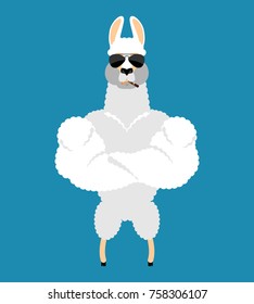 Lama Alpaca  Strong Cool serious. Animal smoking cigar emoji. Beast strict. Vector illustration
