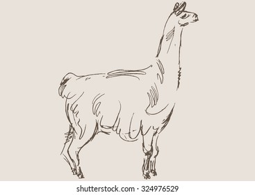 lama animal,  hand draw sketch 