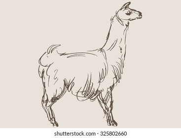 lama animal,  hand draw sketch 