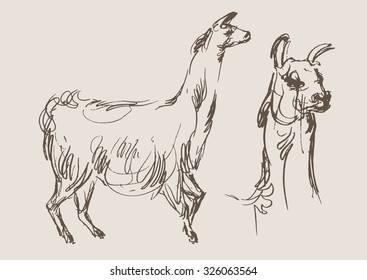 lama animal,  hand draw sketch 