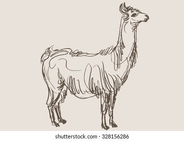 lama animal,  hand draw sketch 