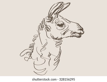 lama animal,  hand draw sketch 