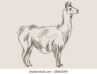 lama animal,  hand draw sketch 