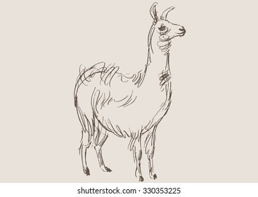lama animal,  hand draw sketch 