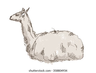 lama animal,  hand draw sketch 