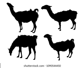 Lama animal silhouette