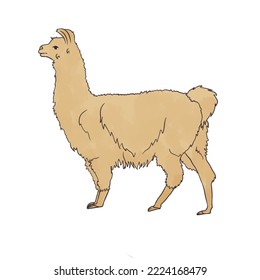 Lama. Lama animal. Lama stands. Vector illustration.