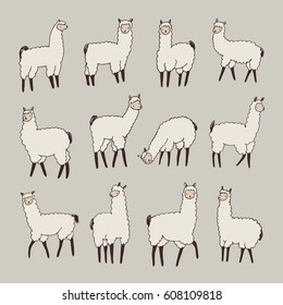 lama animal vector color set