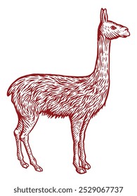 Animales Lama de América del Sur - Ilustración vectorial