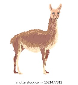 Lama, aplaca animal. Vector illustration