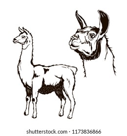 lama, body and head, vector art, isolated, logo, graphic