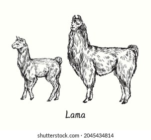 Lama dam and her cria  standing side view. Ink black and white doodle drawing in woodcut  style. Vector illustration