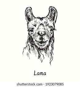 Lama face front view. Ink black and white doodle drawing in woodcut  style. Vector illustration