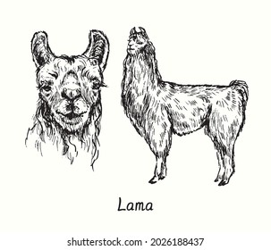 Lama face front view and standing side view. Ink black and white doodle drawing in woodcut style illustration