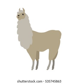 Lama flat style vector. Wild and domesticated animal. South America fauna species. For nature concepts, children's books illustrating, printing materials. Isolated on white background