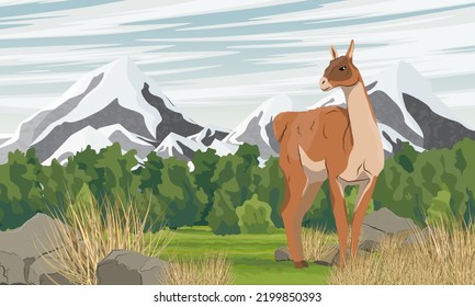 Lama guanaco stands in a valley near high mountains. Lama guanicoe. Wild animals of South America. Realistic vector landscape