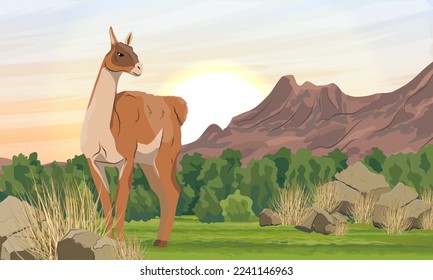 Lama guanaco stands in valley nearmountains. Lama guanicoe. Wild animals of South America. Realistic vector landscape