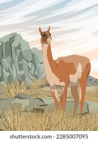 Lama guanaco walks through the desert highlands. Mountain with rocks, grass and bushes. Lama guanicoe. Realistic vector vertical landscape