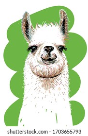 Lama. Hand drawn. Print for T-shirts. Vector Illustration. Cute funny design