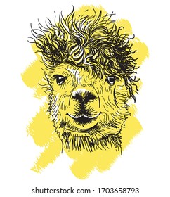 Lama. Hand drawn. Print for T-shirts. Vector Illustration. Cute funny design