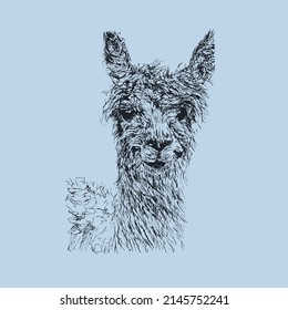 Lama. A hand-drawn llama by a liner. Digitized in Adobe Illustrator. On a blue background