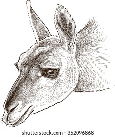 lama head