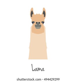 Lama head isolated. Vector guanaco face in flat style. Wild nature animal. ELement for your advertisement, poster, print, banner or web design.