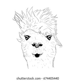 Lama, Hipster style drawing, isolated on white. Object for advertisement, web page design, poster, banner, print element. vector illustration. Hand draw.