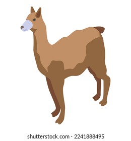 Lama icon isometric vector. Alpaca animal. Peru baby