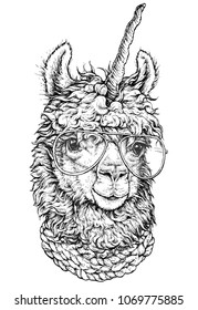 LAMA / llamacorn in eyeglasses, Hipster style drawing, isolated on white. Object for advertisement, web page design, poster, banner, print element. vector illustration.