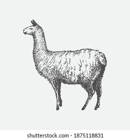 Lama. Merino wool. Graphic illustration in vintage style, an element for your design.