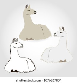 Lama is resting. Isolated, set, vector illustration.
