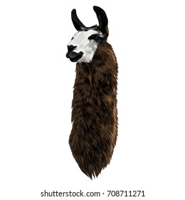 Lama sketch vector graphics color picture