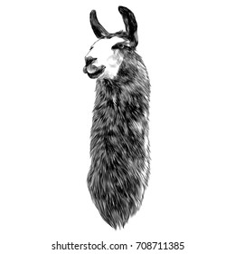 Lama sketch vector graphics monochrome black-and-white drawing