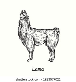 Lama standing. Ink black and white doodle drawing in woodcut  style. Vector illustration