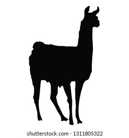 Lama standing vector silhouette illustration isolated on black background. Llama portrait isolated. Wild animal from Central America. - Vector