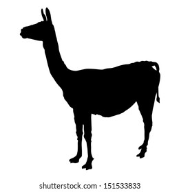 Lama standing vector silhouette illustration isolated on white background. Llama portrait isolated. Wild animal from Central America.