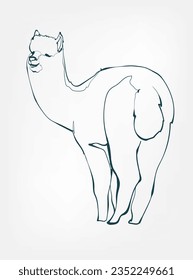 lama vector line art animal wild life single one line hand drawn illustration isolated