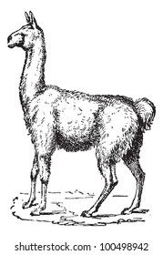 Lama, vintage engraved illustration. Dictionary of words and things - Larive and Fleury - 1895.