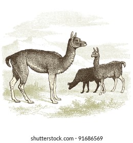 Lama - Ilustración vintage grabada - "Histoire naturelle" por Buffon y Lacepe ed. Alfred Mame - Tours 1881