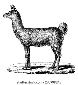 Lama, vintage engraved illustration. Natural History of Animals, 1880.
