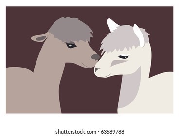 Lama in a zoo