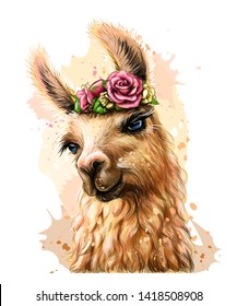 
Lama/Alpaca. Sticker on the wall in the form of a color, artistic portrait of a lama on a white background with splashes of watercolor.