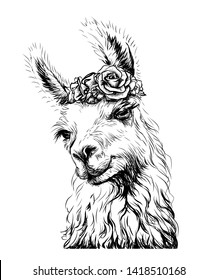 Lama/Alpaca. Sticker on the wall in the form of an outline, hand-drawn artistic portrait of a lama on a white background.