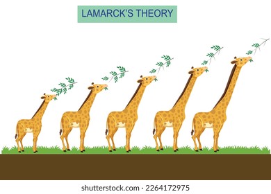 Lamarckism, a theory of evolution based on the principle that physical changes in organisms during their lifetime . vector illustration. Lamarck's theory. biological concept.